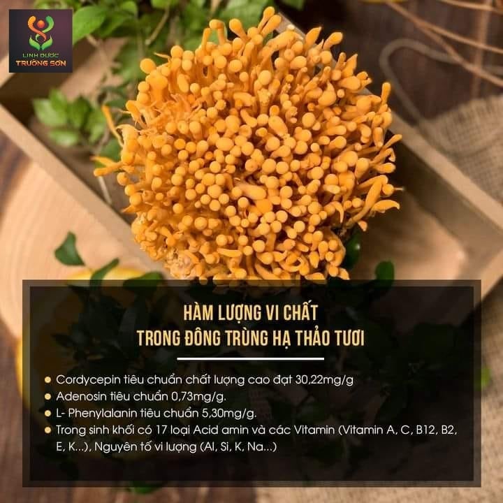 thành phần đông trùng hạ thảo