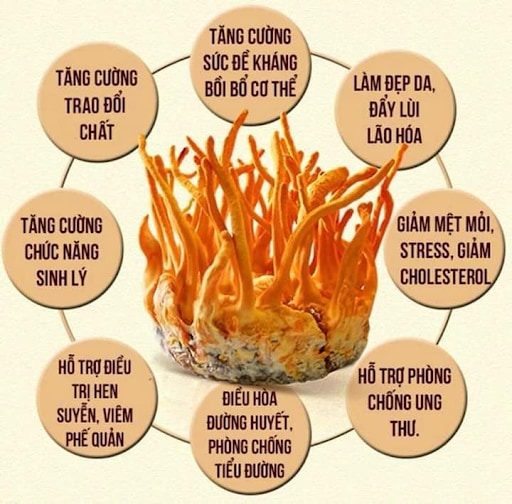 Who should use cordyceps, and who should not