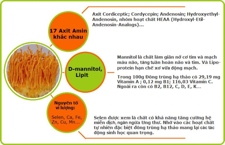 Đông trùng hạ thảo và hệ miễn dịch